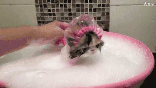 在家冬季给猫咪洗澡要注意什么,北方冬天猫咪洗澡