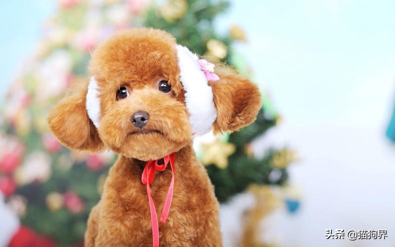 长毛狗狗需要注意什么,长毛狗营养跟上了不掉毛