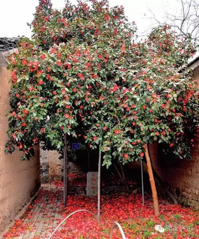 庐江乐桥岱尔山景区,庐江矾山有哪些景区