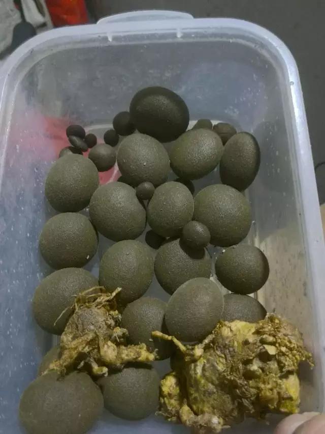 泗县附近专业杀山羊的,杀羊杀出来个羊宝有人收购吗