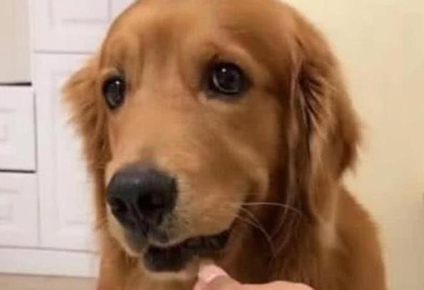 金毛犬幼犬拉稀有血,金毛犬拉稀是什么原因造成的