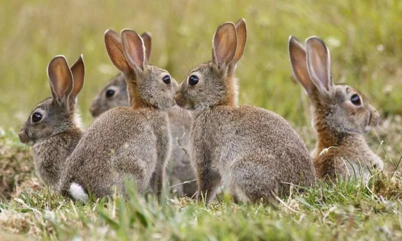 澳洲兔子为什么不用猞猁,澳大利亚兔子成灾为何不引入狼