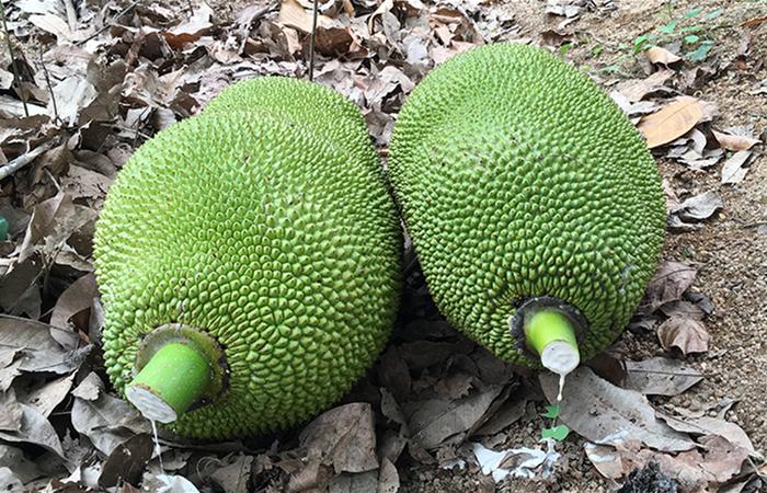 “菠萝蜜”和“榴莲”，哪一个更臭？真的有人都喜欢吃吗