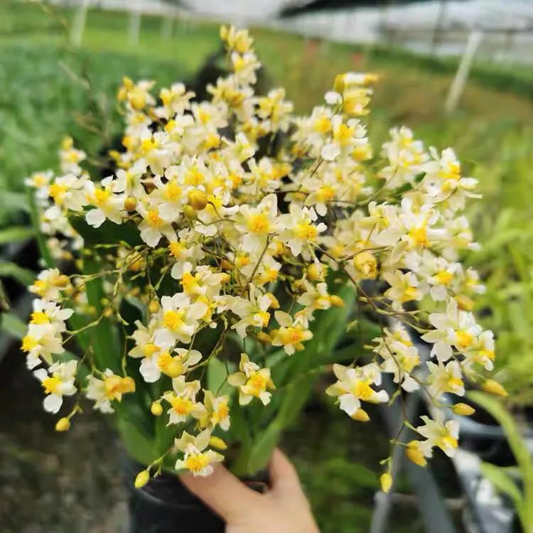 梦香兰的养殖方法,梦香兰花苗