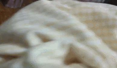 能不能养宠物鼠狗兔猫,能不能养宠物鼠猫狗呢