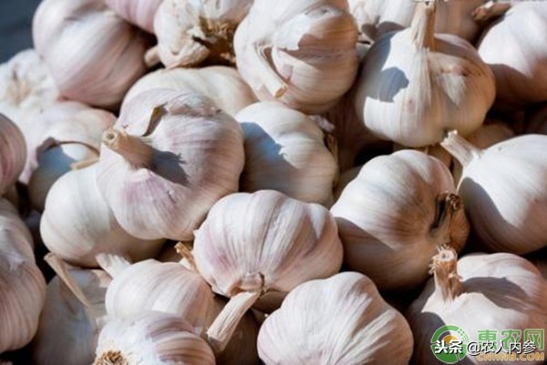 14日菜蛋肉价格