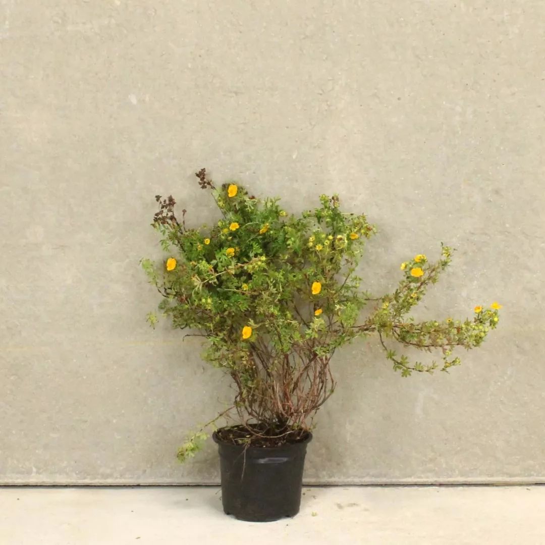 金露花耐寒度,金露梅生长习性