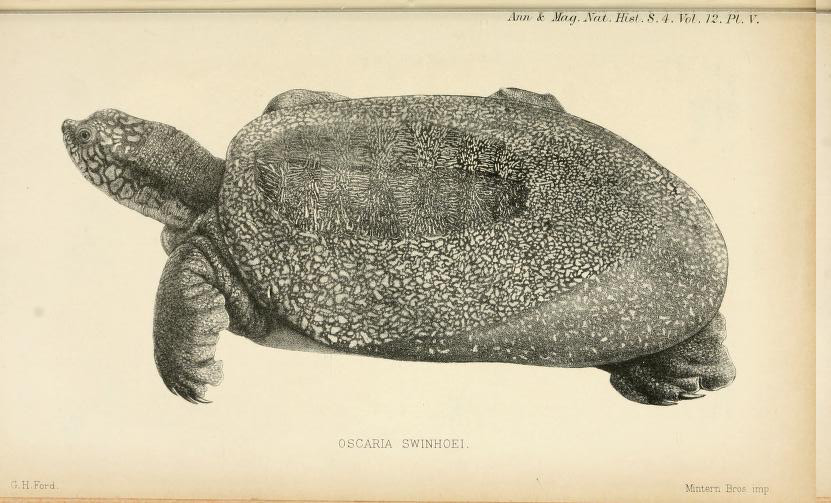 家庭小甲鱼养殖新手入门,家庭养小甲鱼视频教程