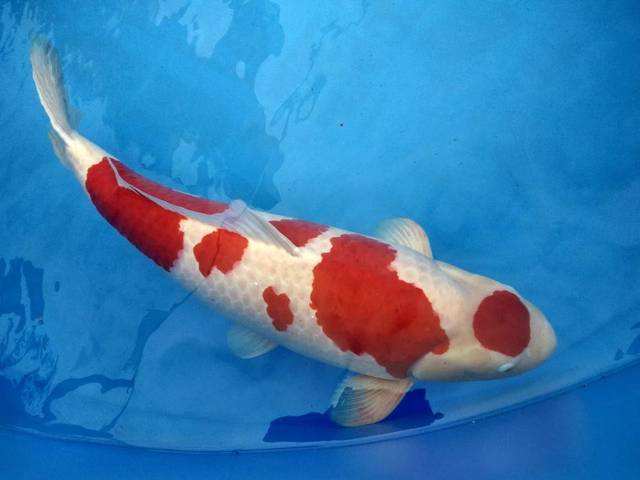 锦鲤收鳍趴缸拒食,观赏鱼锦鲤为什么沉底不游