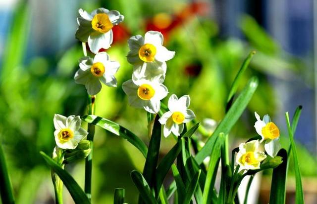 水仙花徒长后怎么处理,水仙花的黄叶徒长有什么补救方法