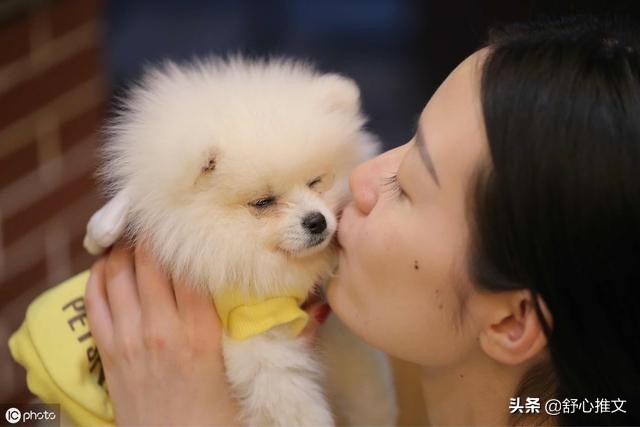 博美便便有点软而且臭是怎么回事,博美拉屎变得特别臭是什么原因