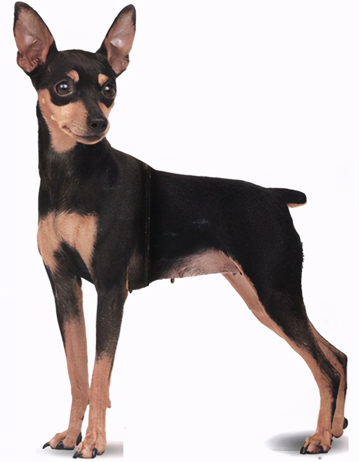 小鹿犬怎么训练才听话,小鹿犬怎么训练听话