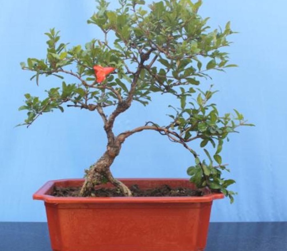 怎么养护石榴盆栽才能开花结果,石榴盆栽造型和养护方法图片