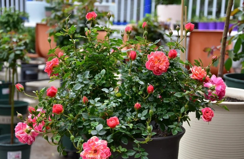 100种月季经典品种,100种经典月季品种