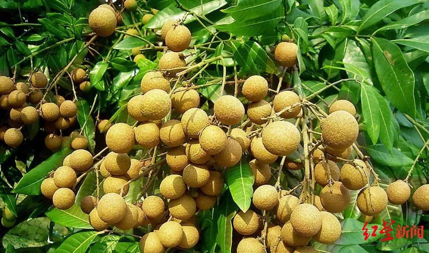 2020四川月饼节开幕,中秋佳节庆团圆五仁月饼