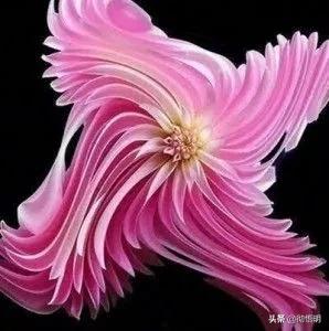 十种稀有长寿花,80个长寿花品种全都美极了