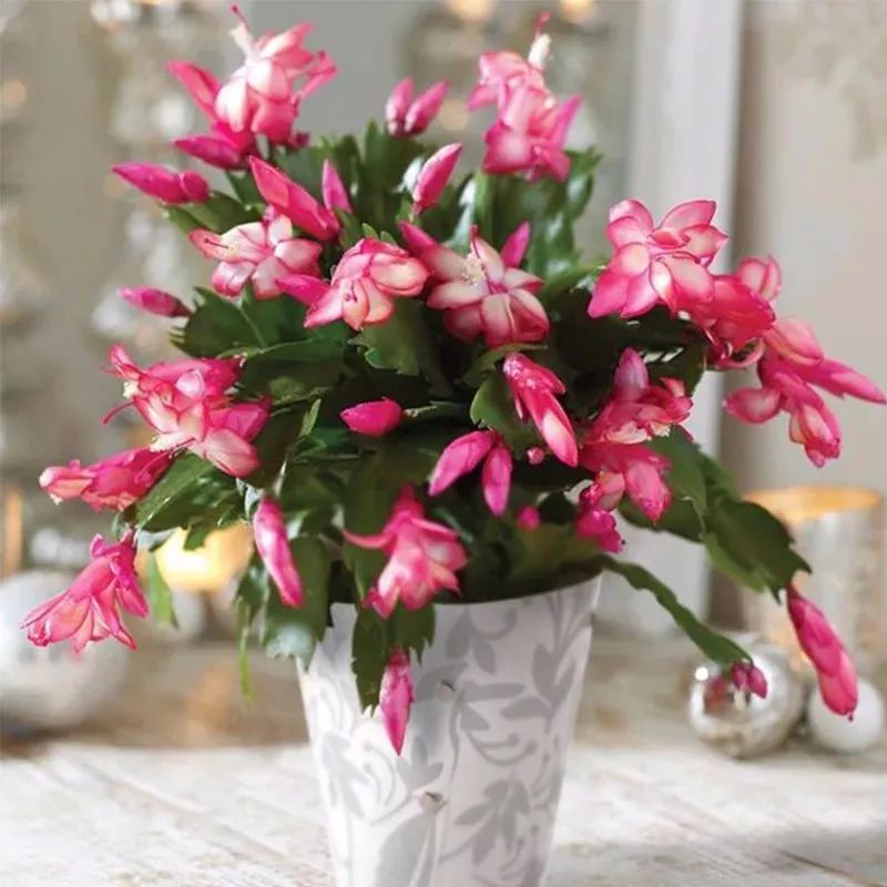 冬天一定要养的十种花,冬天养花养哪些植物好看