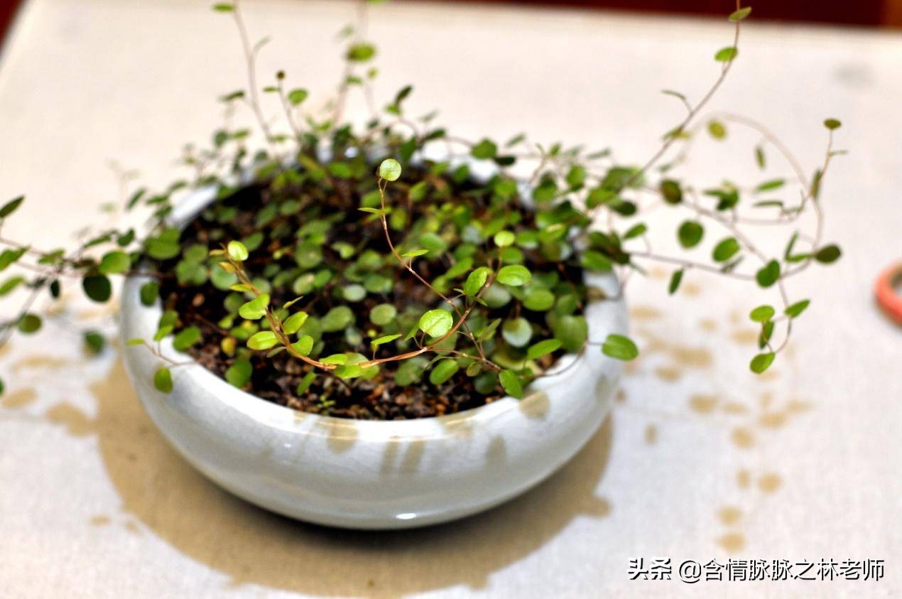 家里植物长得不好有什么说法,家里什么植物都养不好是什么原因