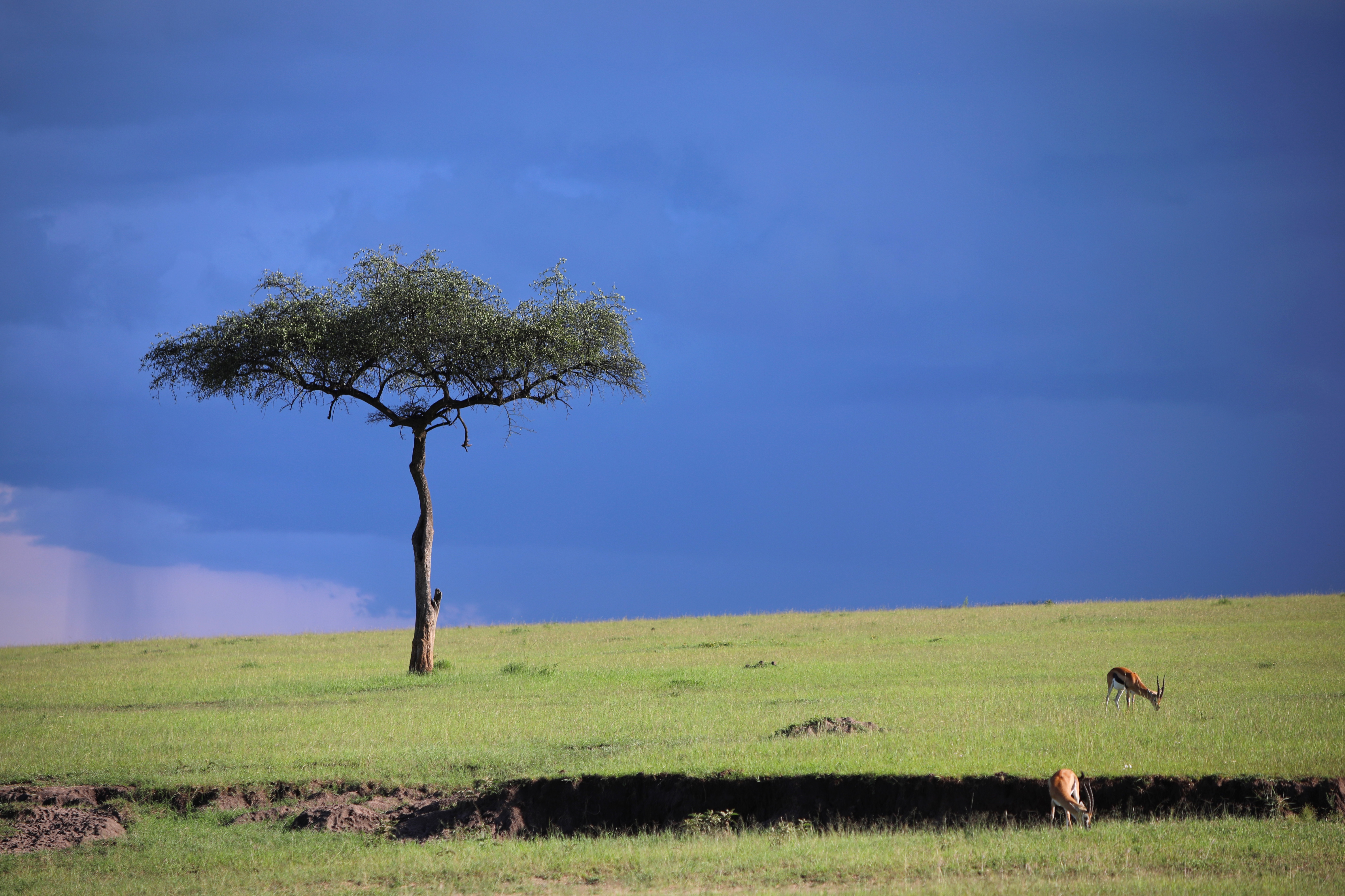 一个中国人在肯尼亚草原旅游创业：老外惊见中国速度，当地人感激
