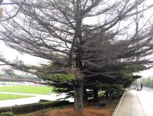 树木病害治疗方法,树木树干病虫害防治方法