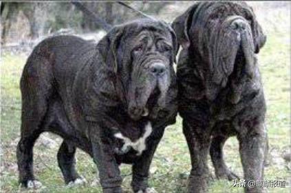 金毛禁养犬名单曲靖,曲靖麒麟区城区养犬标准规定