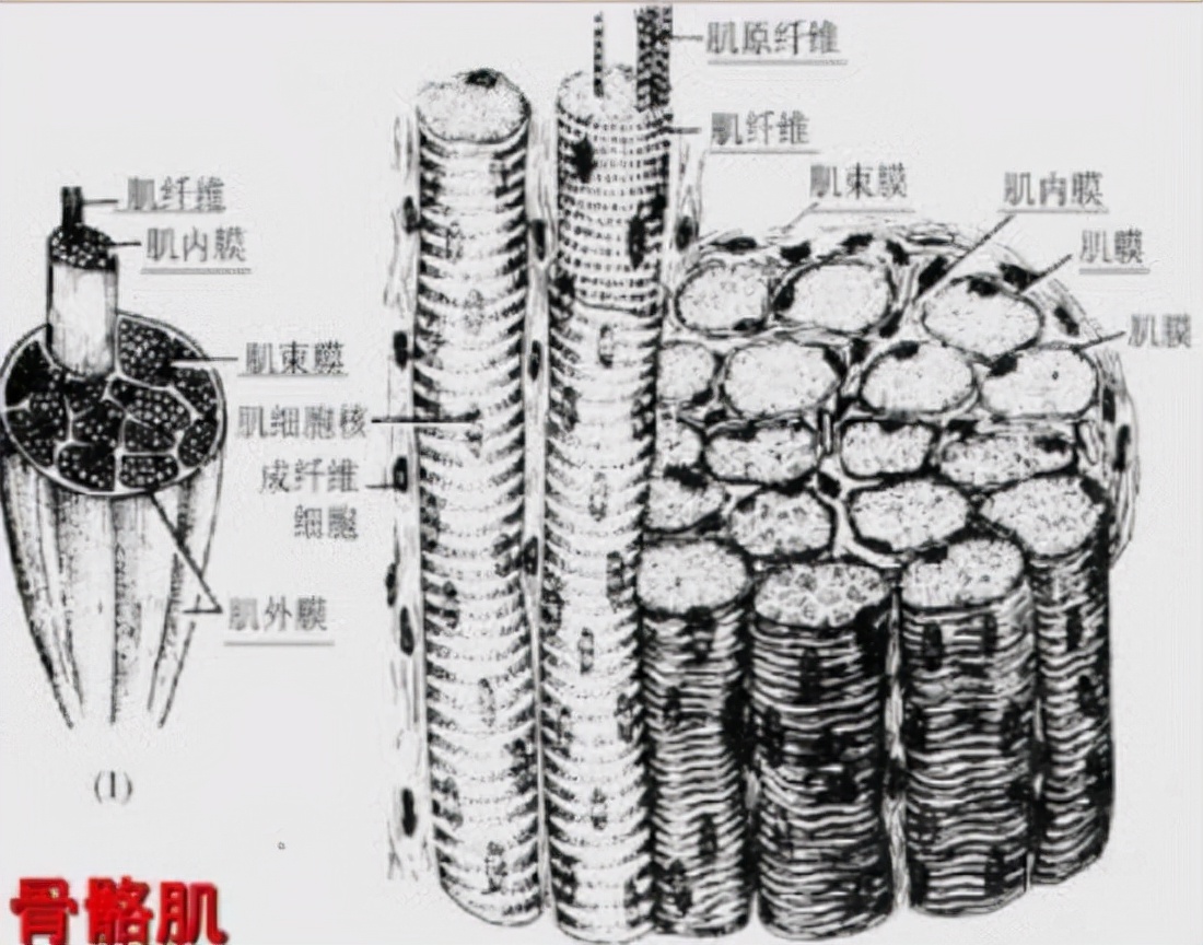 治疗功能性障碍的疗程,走路康复最有效的方法