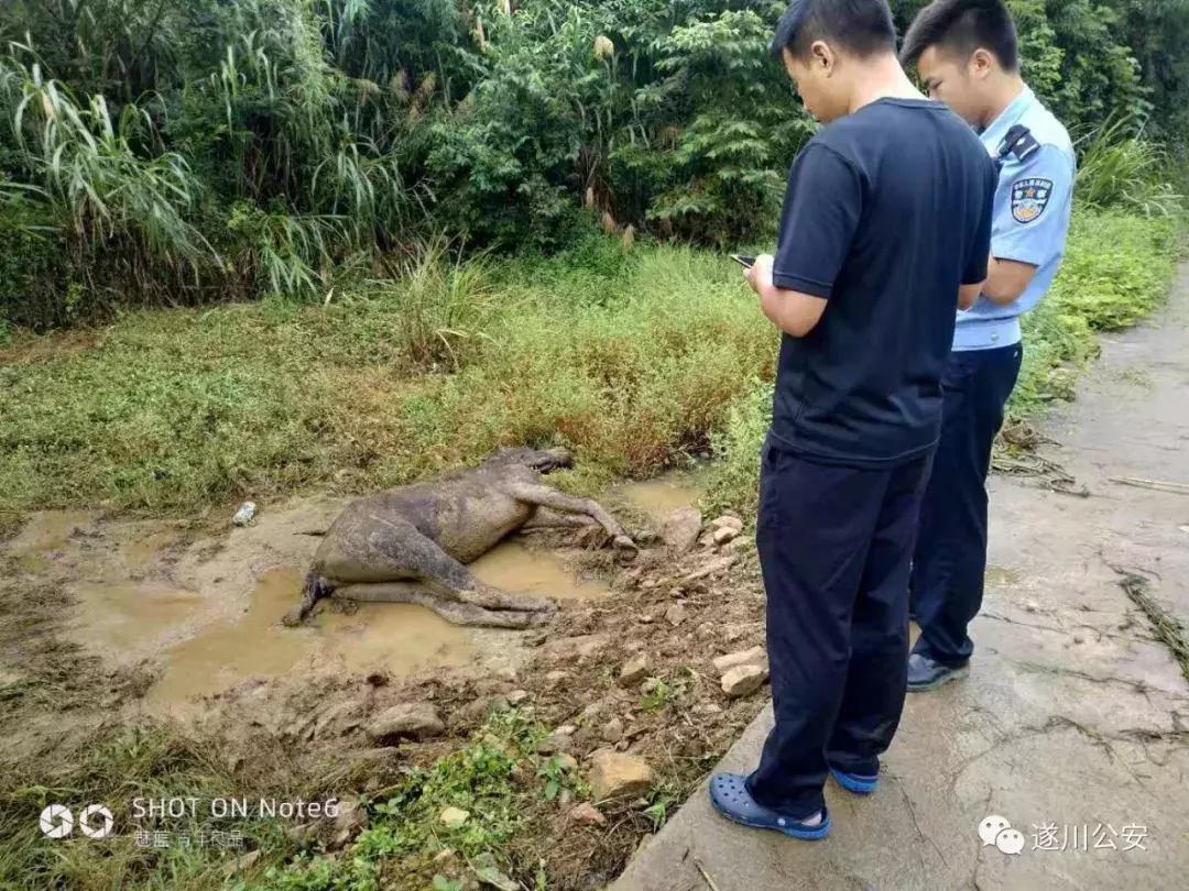 2019年江西遂川衙前杀人案,骡子是怎样被杀的