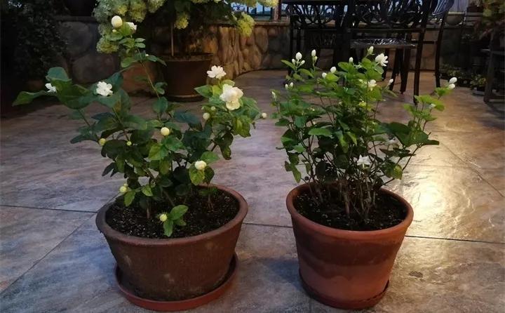 刚买的花，发蔫落苞加黄叶！为什么呢？多半是放错了位置