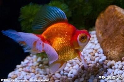 观赏鱼烂鳃怎么办,观赏鱼烂肉会死吗