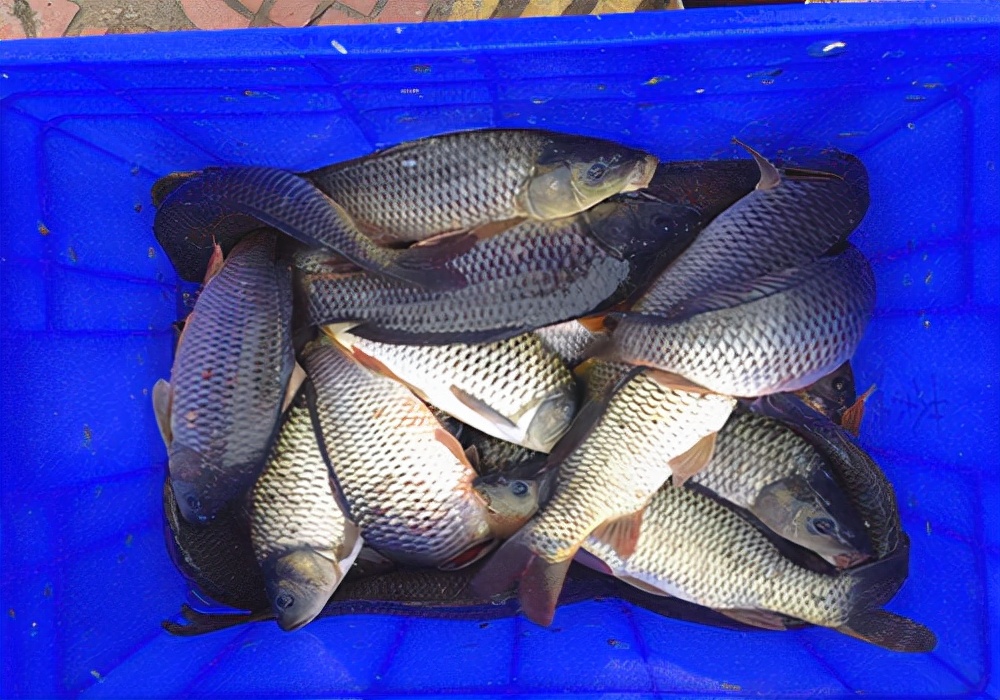 钓鱼鱼总是下口怎么调,钓鱼钓点选择鱼不开口怎么办