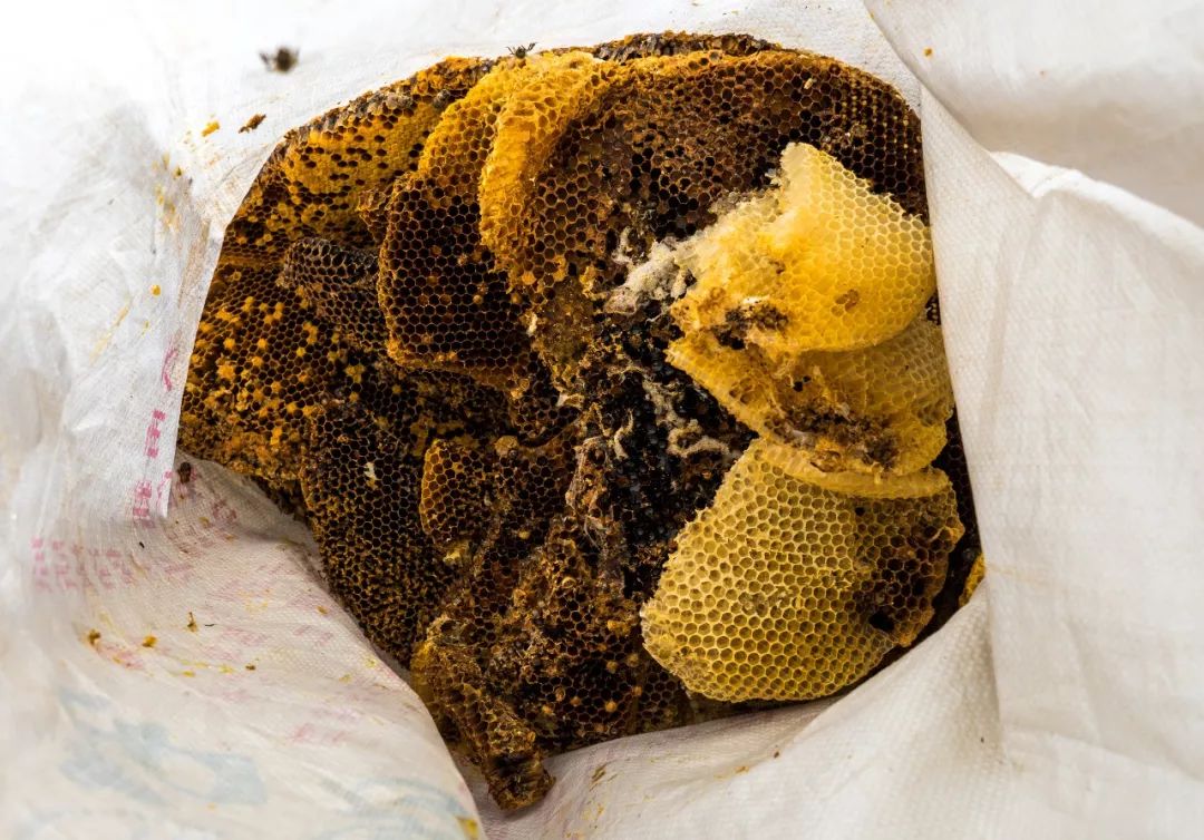 土蜂蜜取蜜全过程,土蜂蜜正确取蜜方法