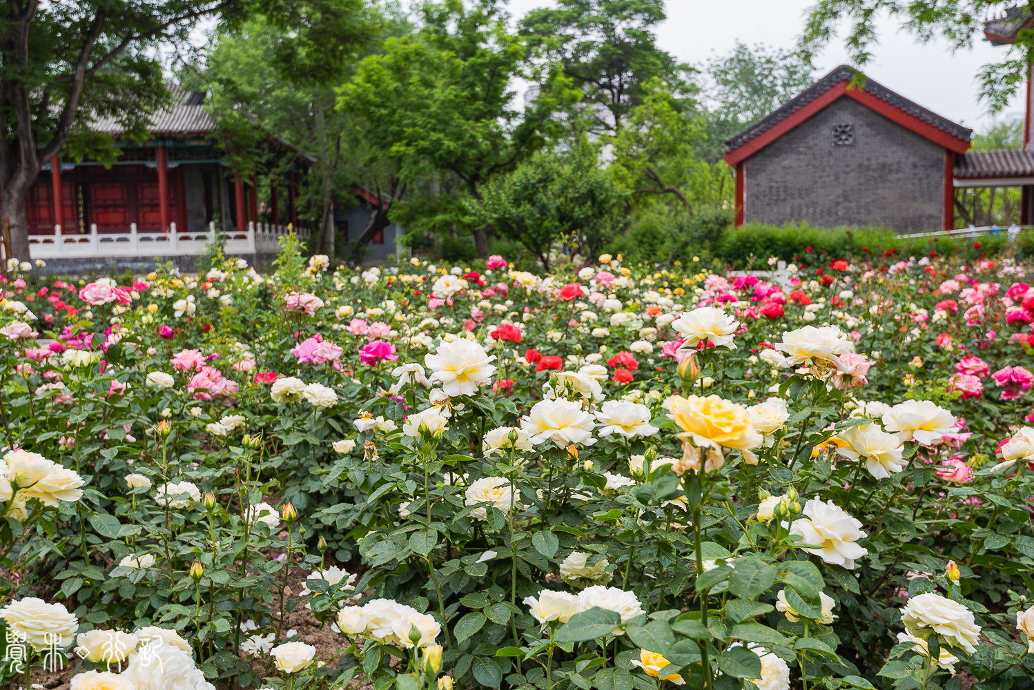 月季花中国特有品种,从中国运到欧洲的四种月季
