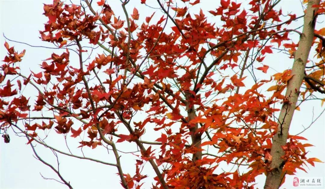 我叫湖口，这是我最新的简历