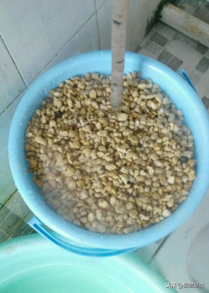 种植兰花松树皮和植金石的比例,植金石松树皮养兰花多久浇水