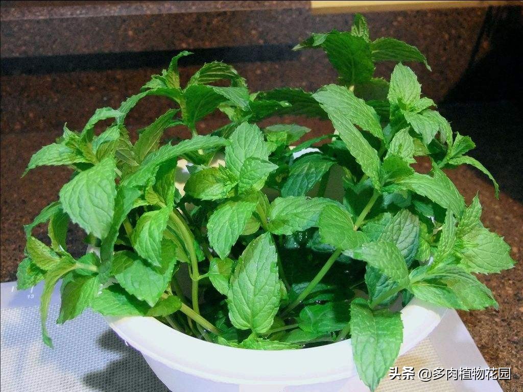 薄荷盆栽叶子蔫了怎么办,薄荷盆栽叶子发黑是什么原因