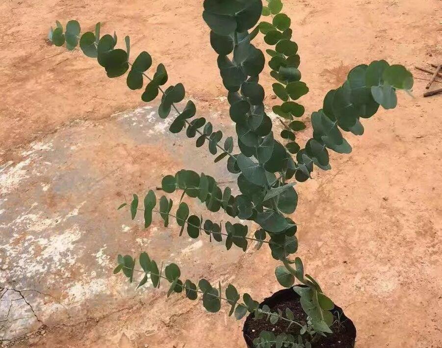 尤加利花适合室内养吗,适合夏季养的花惊艳好养小雏菊