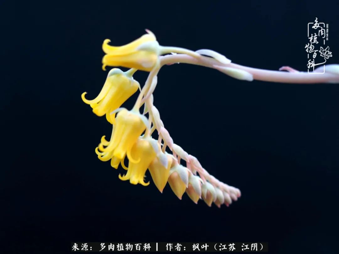 春有约,花不误,多肉与春天有个约会