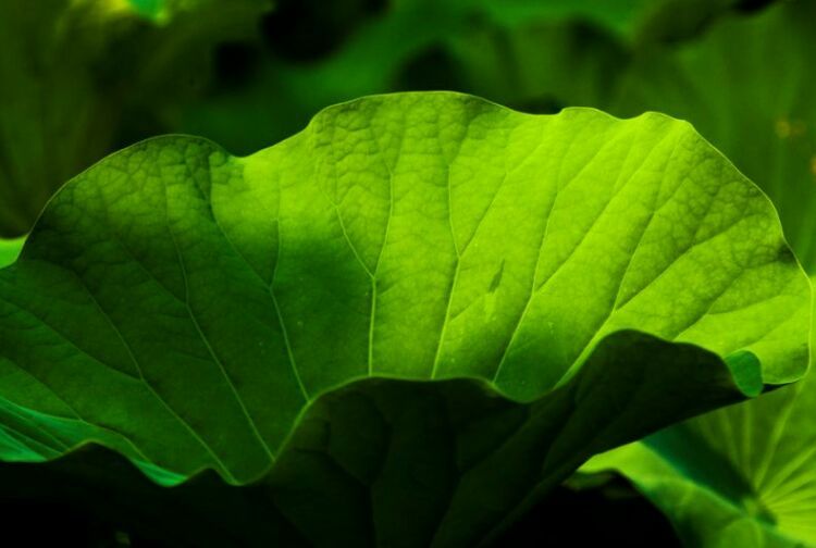 荷叶田田垂柳依依,荷叶田田杨柳依依