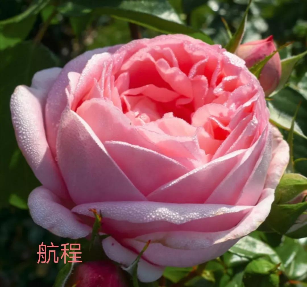 适合做切花的月季品种,十大公认最好切花月季