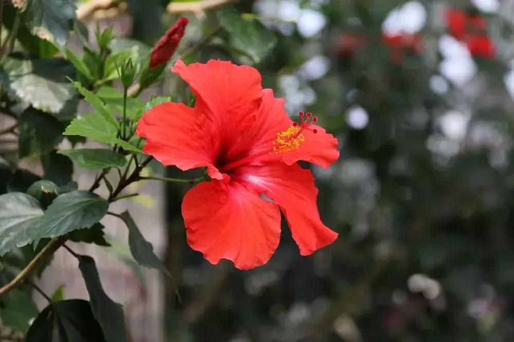 深圳5月哪里有花海看,深圳五一哪里可以看花海