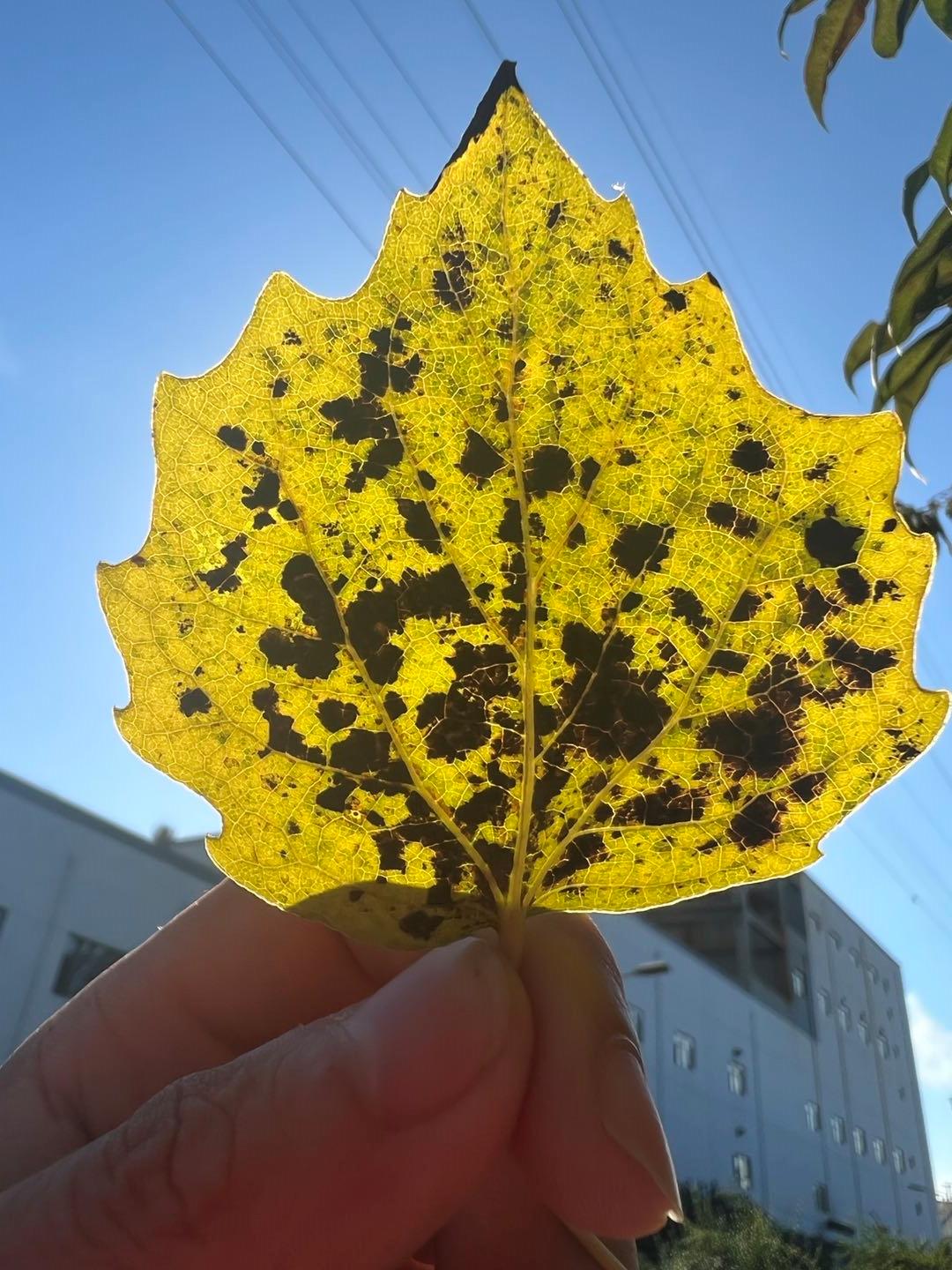 iphone13promax怎么抢购,iphone13promax抢不上