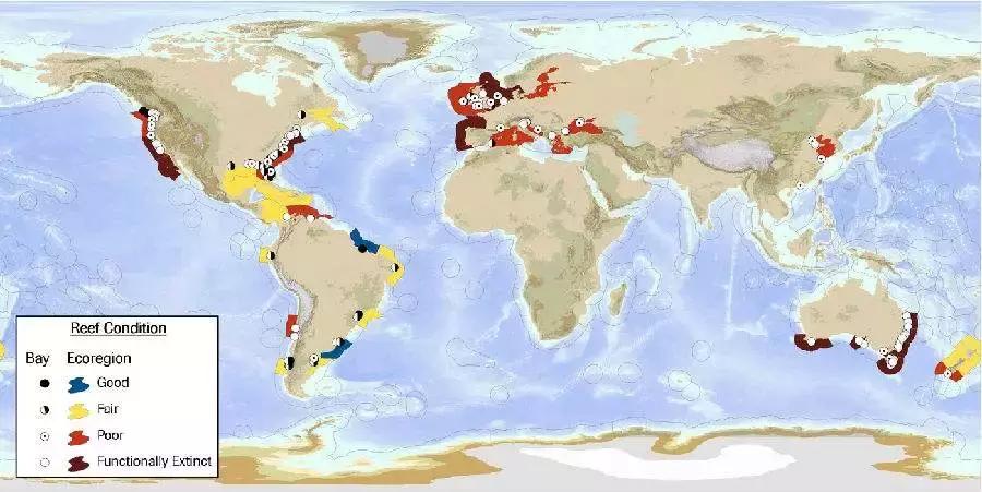 吃生蚝是怎样的体验,生蚝是生吞的吗