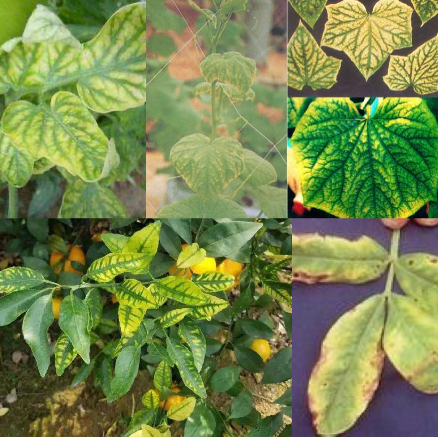 作物磷素过剩的危害,缺硫应施什么肥