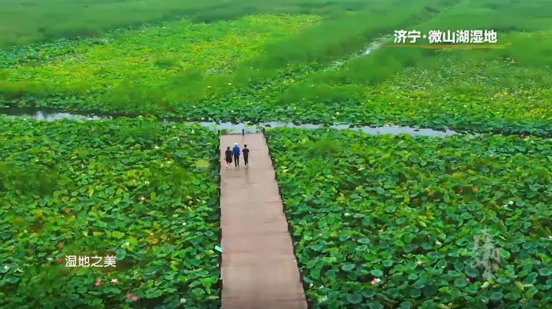 济宁任城湿地公园荷花,济宁莲花湿地
