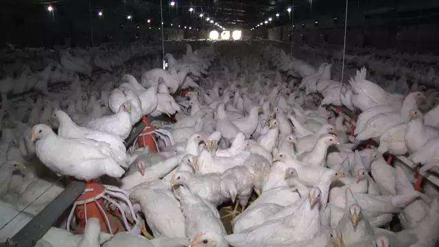 冬天鸡容易得的病,冬天鸡为什么会死