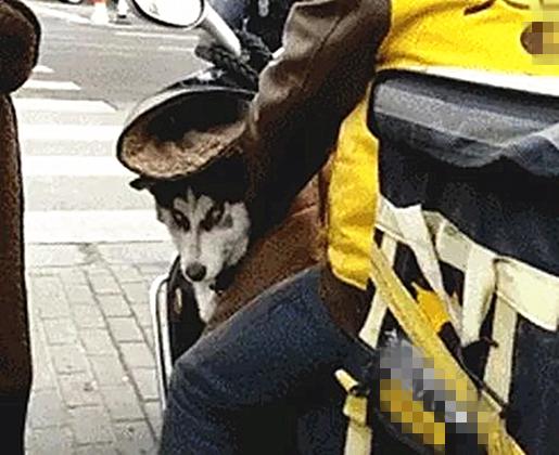 外卖小哥萨摩视频,外卖小哥和萨摩