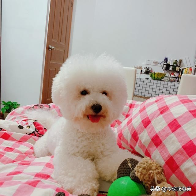 养比熊犬可以治疗抑郁症吗,比熊犬生病有哪些表现