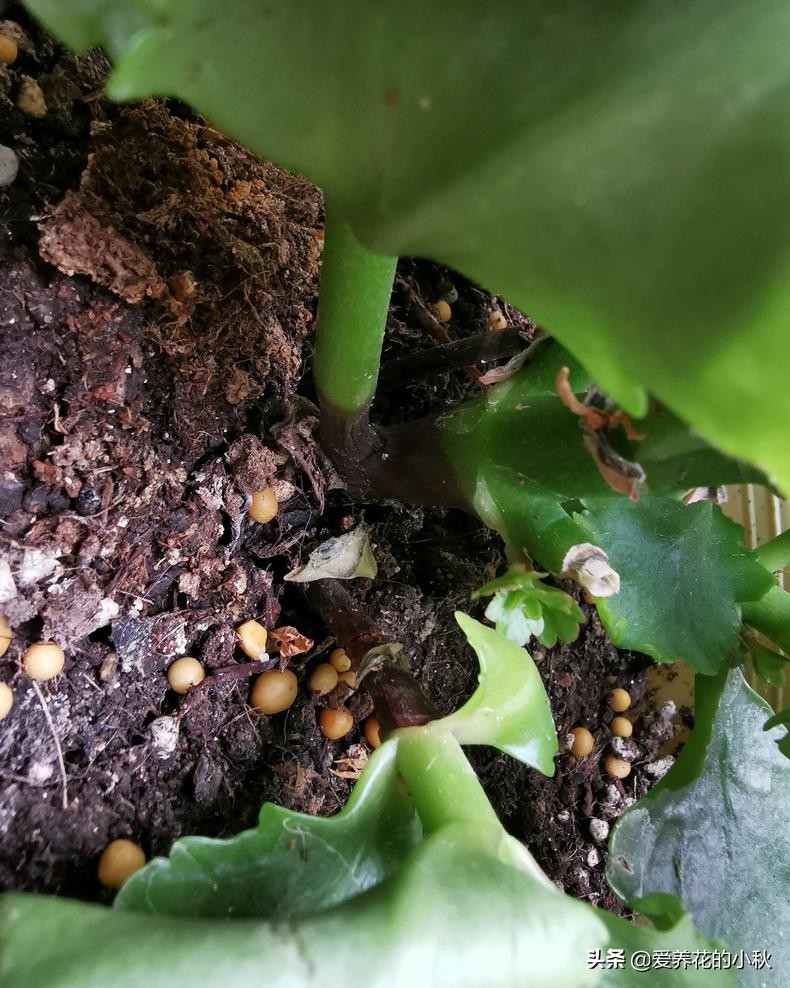 长寿花黑腐怎么办？做好3步，“一剪二晾三插”，让它再生根