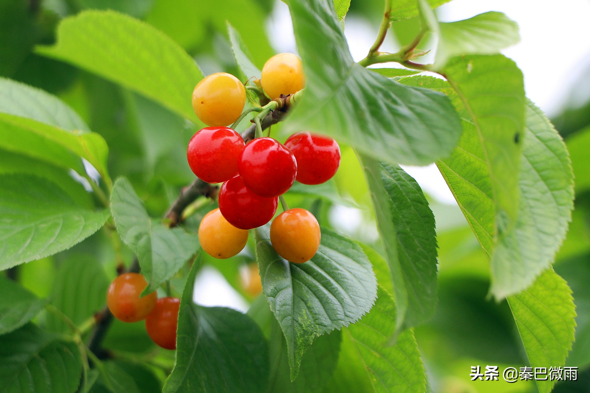 安康旬阳段家河樱桃湾,旬阳市段家河镇樱桃熟了