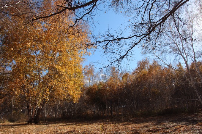 坝上乌兰布统的秋天完整版,乌兰布统坝上草原